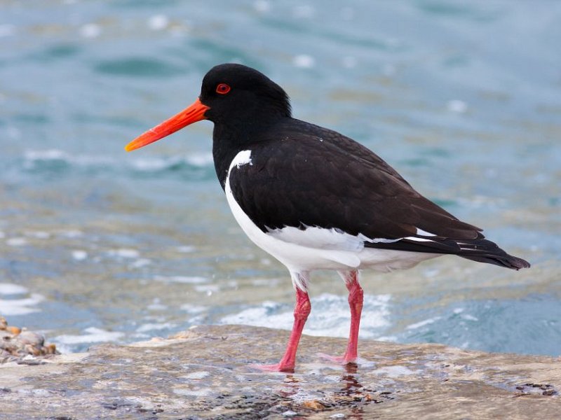Oystercatcher Sussex Wildlife Trust